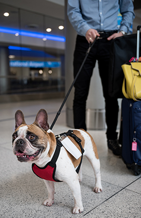 Traveling with Pets